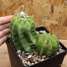Echinopsis subdenudata vaso - echinopsis,