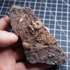 RARA specie sconosciuta