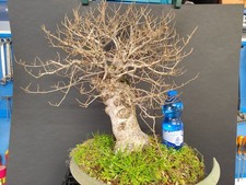 Pre Bonsai Olmo