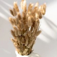 Lagurus essiccato al naturale