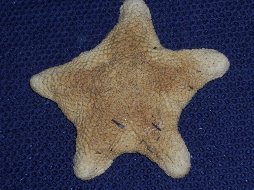 Starfish monster - starfish, sp.