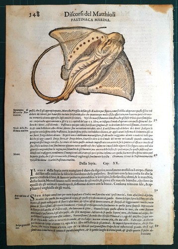 Stampa antica mattioli - stampa,