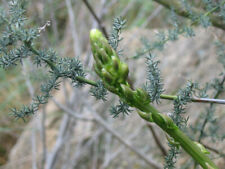 ASPARAGI SELVATICI - ASPARAGI ACUTIFOLIUS, 50 SEMI + OMAGGIO