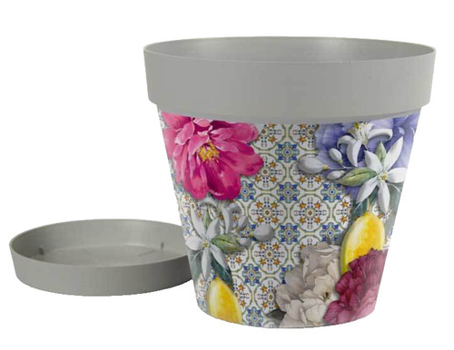 Vaso piante grasse - piante,