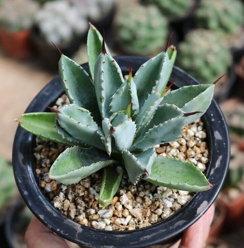 Rarepiante succulente agave - rarepiante,