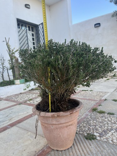 Bonsai timo macchia - timo,