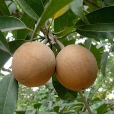 Semi di Sapodilla var. Palla