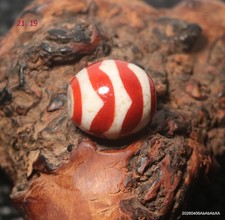 Amuleto Daluo doppio dente di