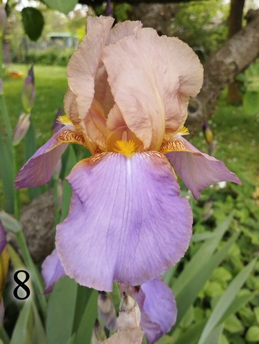 Rizomi iris germanica - 5,