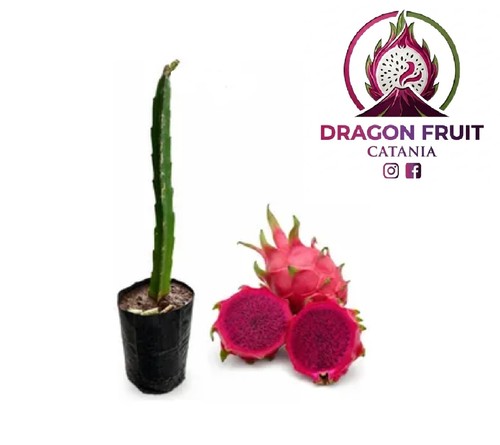 Pianta pitaya frutto del - frutto,