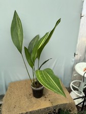 Aspidistra elatior Variegata  EXACT PLANT 03.08.4