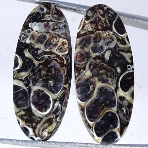 Coppia fossili agata - fossili, di