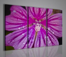 QUADRI MODERNI WILDFLOWER