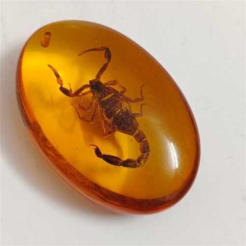 Scorpione racchiuso resina - in,