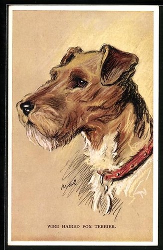 Cartolina wire haired - wire, fox