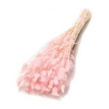 Fascio di LAGURUS Coda di lepre ROSA essiccato 100 gr - 75 cm 1F0G