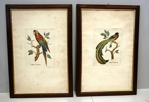 Coppia quadro stampa zoologica - coppia,