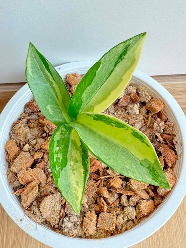 Queen zamioculcas - zz,