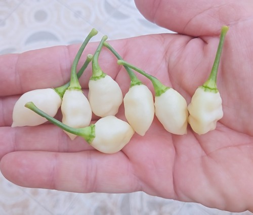 Mini habanero bianco - bianco,, semi