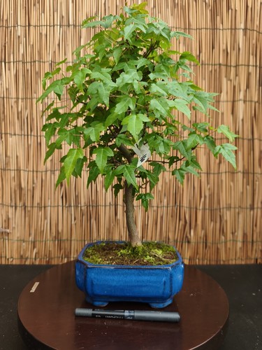 Bonsai acero bergerianum h - di,