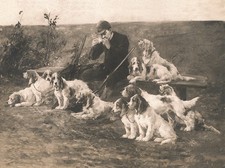 PETIT BASSET GRIFFON VENDEEN