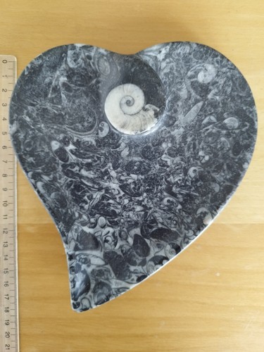 Vide poche marbre fossilifère - vide,