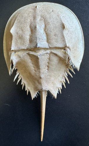 Conchiglia esoscheletro