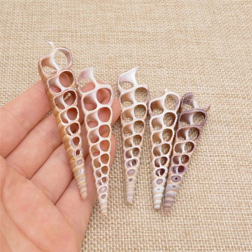 Pcs sliced screw shells for - 50,