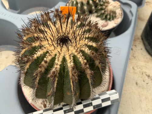 147 uebelmannia pectinifera - 147,