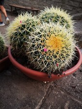 Echinocactus Grusonii Accestito 3 globi, Ognuno ha 50cm Circonferenza 