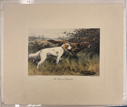 Stampa antica setter inglesi - (,