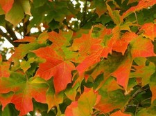 Acero campestre "Acer