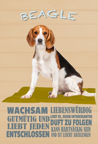 Targa legno 18x12 beagle - in,