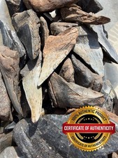 Autentico megalodon dente - autentico, di