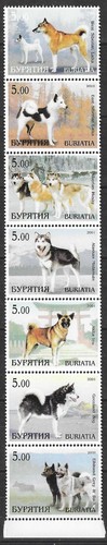 Timbri siberian laika - timbri, husky