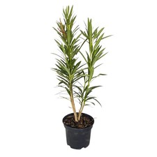 Pianta di OLEANDRO MIX per