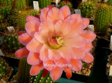 "EBERNBURG" Hildewintera