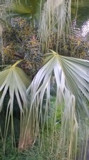 10 SEMI DI PALMA Livistona