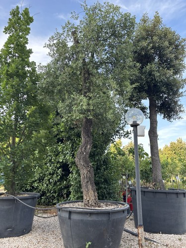 Pianta quercia sughero età - da,