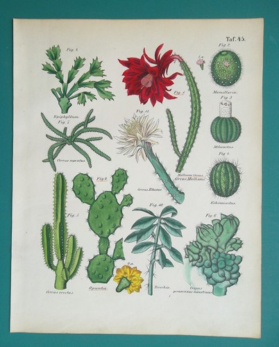 Cactus vari tipi - tipi, fico