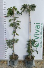 PIANTA DI ACER PSEUDOPLATANUS