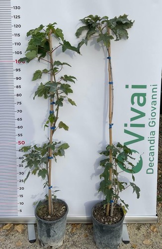 Pianta acer pseudoplatanus - pianta,