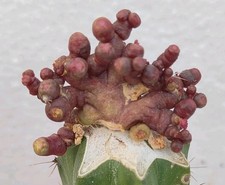 Mammillaria bocasana Freud coral