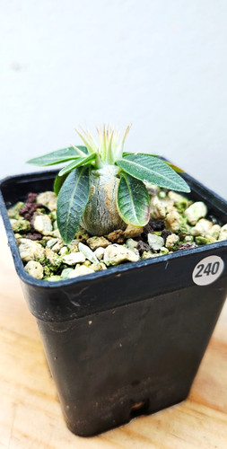 Pachypodium rosulatum ssp