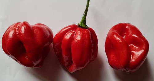 Habanero red savina polvere - red,