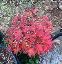 Bonsai 'Mikawa yatsubusa'