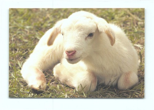 Cartolina postale agnello - 1,