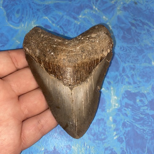Megalodonte dente squalo - dente,