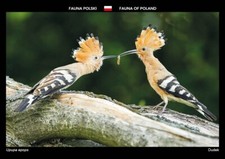 Wiedehopf * uccellino **