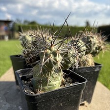 Tephrocactus Alexanderii Cactus